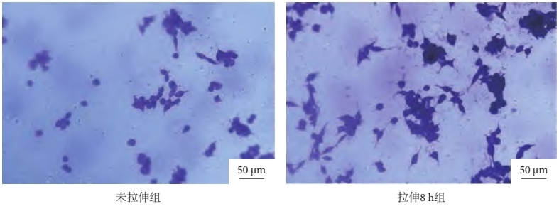 3D-DIC应变测量技术用于细胞培养室应变测量.jpg 3D-DIC应变测量技术用于细胞培养室应变测量.jpg