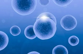 3D-DIC应变测量技术用于细胞培养室的生物力学研究