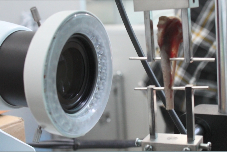 数字图像相关技术(DIC)在生物力学领域的应用:胫骨标本拉伸DIC测试.jpg 数字图像相关技术(DIC)在生物力学领域的应用:胫骨标本拉伸DIC测试.jpg