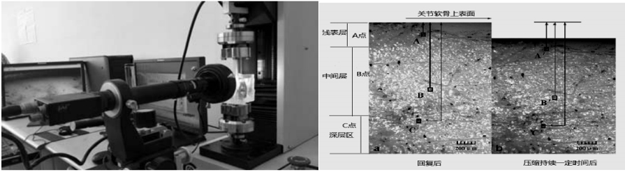 数字图像相关(DIC)技术用于关节软骨回弹全场变形测量.jpg 数字图像相关(DIC)技术用于关节软骨回弹全场变形测量.jpg