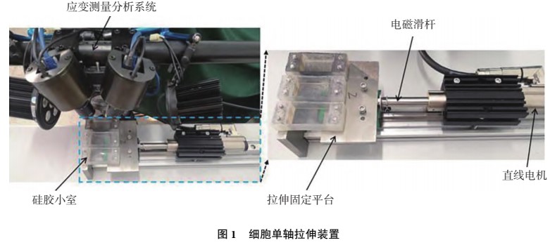 数字图像相关(DIC)技术用于细胞培养室力学性能测试.jpg 数字图像相关(DIC)技术用于细胞培养室力学性能测试.jpg