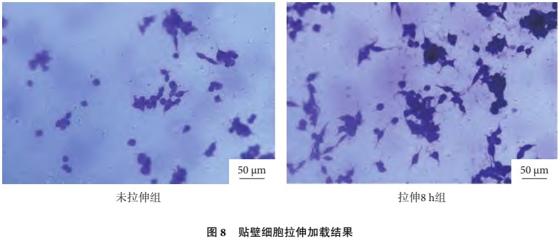 数字图像相关(DIC)技术用于舌鳞癌细胞贴壁细胞拉伸加载应变测试.jpg 数字图像相关(DIC)技术用于舌鳞癌细胞贴壁细胞拉伸加载应变测试.jpg